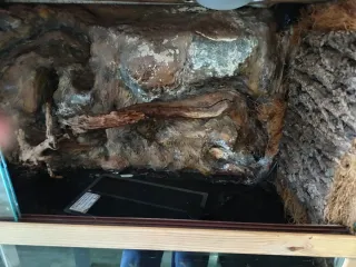 Terrario Pogonas con decoración