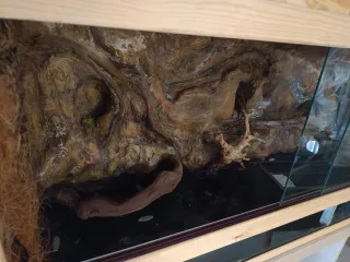 Terrario Pogonas con decoración