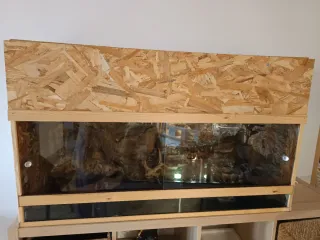 Terrario Pogonas con decoración