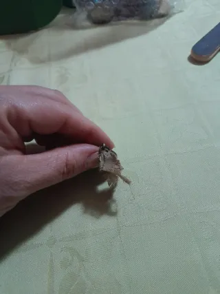 Medalla antigua con retrato