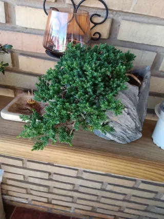 Bonsái Procumbens Nana Cascada