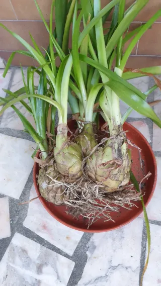 Bolbos de flores - 2€ cada