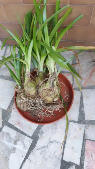 Bolbos de flores - 2€ cada