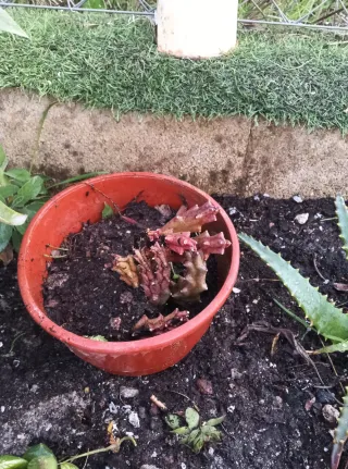 Planta suculenta en maceta