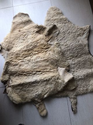 Coppia di grandi pelli di pecora