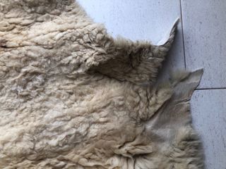 Coppia di grandi pelli di pecora