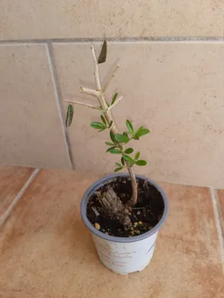pre-bonsai olivo -proyecto-. En persona.