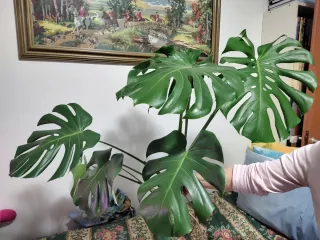 Monstera Deliciosa