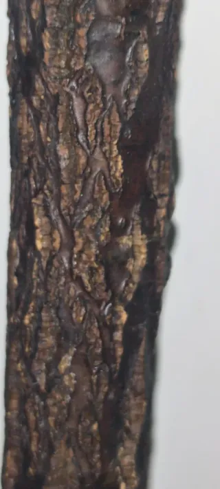 Bastón antiguo con mango curvo