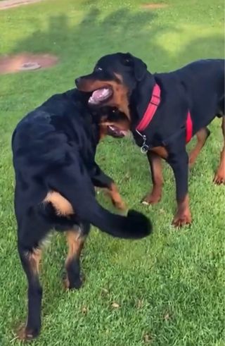 Donde tu mascota se siente en casa, desde 8€!