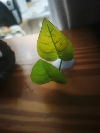 Decoración Acuario Tronco Hueco y Planta