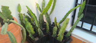 Esquejes de Pitahaya