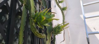 Esquejes de Pitahaya