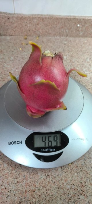 Esquejes de Pitahaya