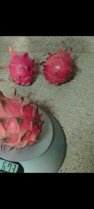 Esquejes de Pitahaya