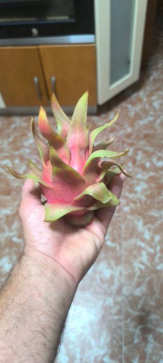 Esquejes de Pitahaya