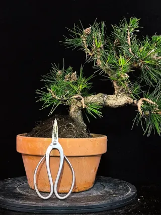 bonsai de pino thunbergii