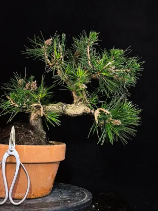 bonsai de pino thunbergii