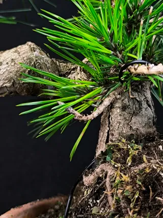 bonsai de pino thunbergii