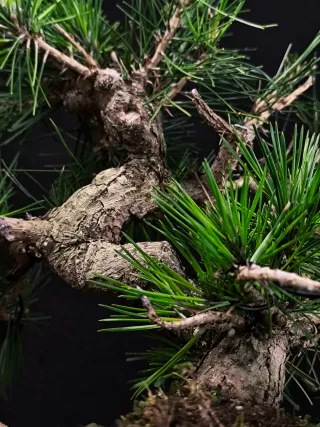 bonsai de pino thunbergii
