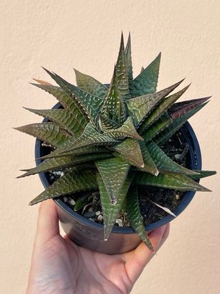Haworthia coarctata planta suculenta