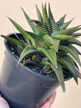Haworthia coarctata planta suculenta