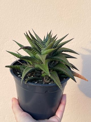 Haworthia coarctata planta suculenta