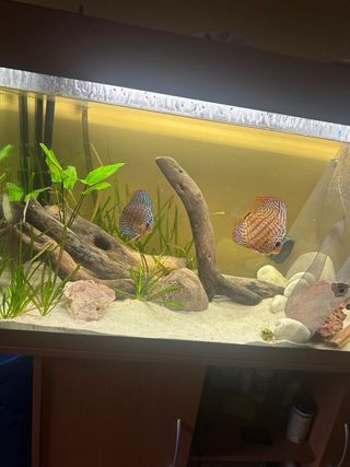 Acuario 240L