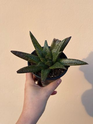 Haworthia chloracantha planta suculenta