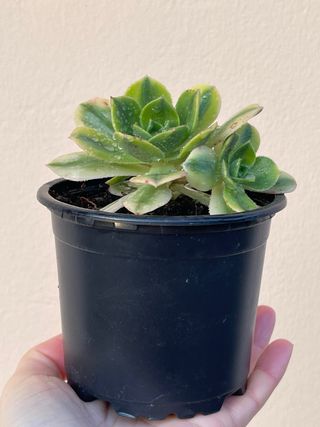 Aeonium Kiwi Planta Suculenta