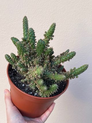 Cactus Opuntia