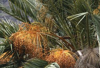 Pianta palma canarie Phoenix Canariensis h 110 120