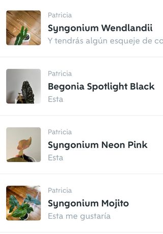 Pack 4 Plantas Patricia