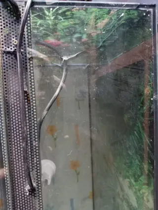 Terrario 100x50x50 + Kit doble calor