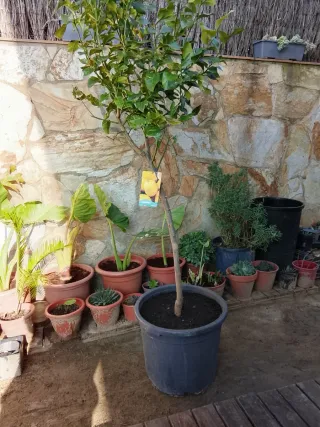 Limonero joven de 4 meses y cuatro estaciones