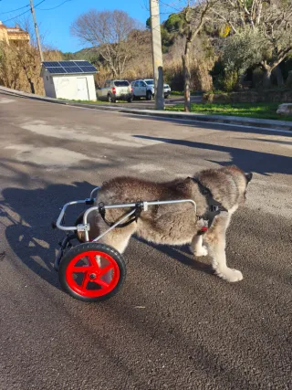 Silla de ruedas para perro grande