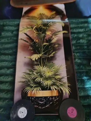 Plantas de pegatina.