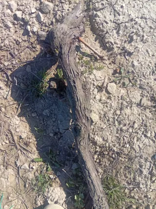 Brazos de Viña para Barbacoa .  5 euros cada saco