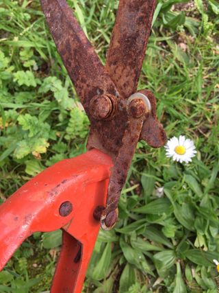 Antiche forbici da giardino