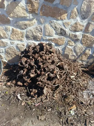 Leña de vid y sarmientos