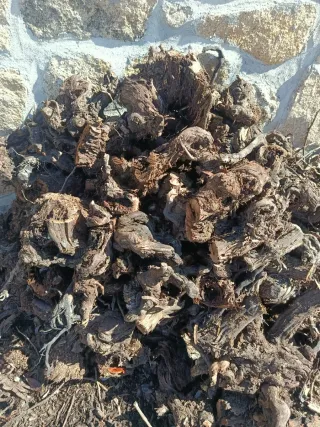 Leña de vid y sarmientos