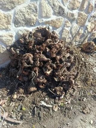 Leña de vid y sarmientos