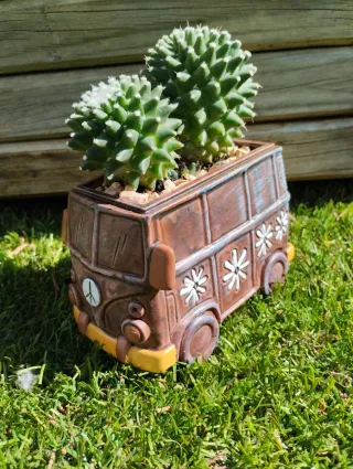 Cactus mammillaria polythele en maceta