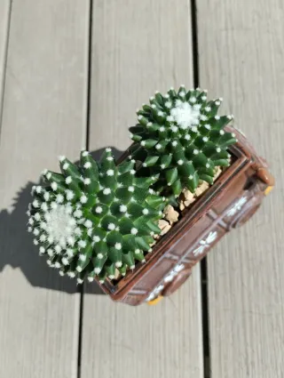 Cactus mammillaria polythele en maceta