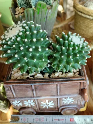 Cactus mammillaria polythele en maceta