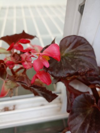 Planta de interior Begonia