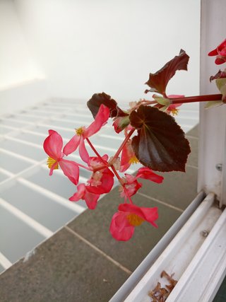 Planta de interior Begonia
