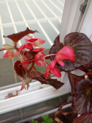 Planta de interior Begonia