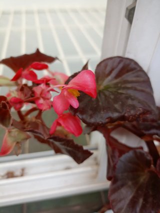Planta de interior Begonia
