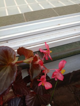 Planta de interior Begonia